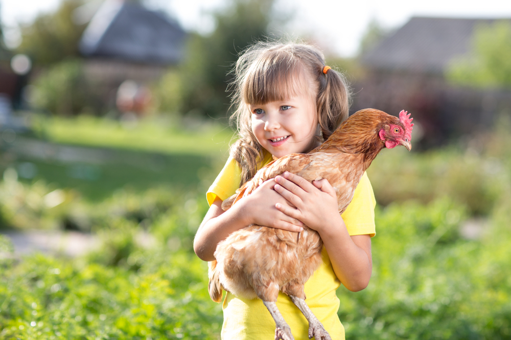 Best Chickens For Pets