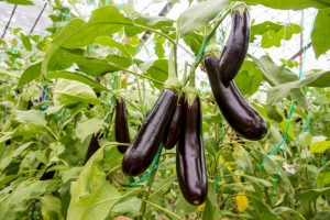 How To Plant Eggplant Seeds at home