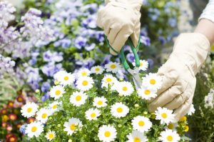 How To Care For Daisies 