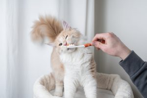 How To Take Care Of A Cat
