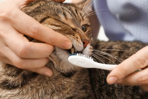 how to brush cats teeth