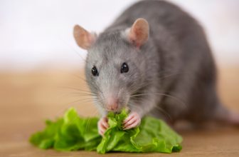 Pet Rat Diet Overview