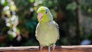 Parrotlets for beginners