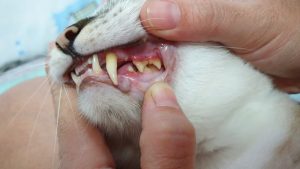 checking a cats teeth