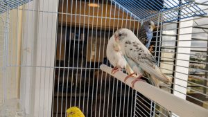 buying the right budgie cage