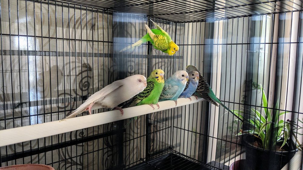 How To Choose The Perfect Budgie Cage