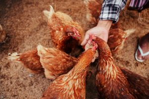 How to Raise Chickens beginners guide