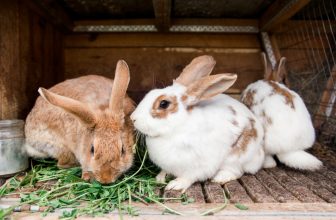 How To Take Care Of A Rabbit