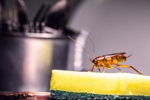 How to Get Rid of Cockroaches from Your Kitchen Cabinets