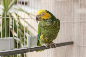 Amazon Parrots for beginners