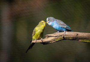 Budgies for beginners
