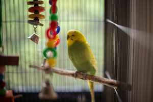 how to choose a budgie cage