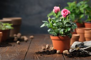 How To Plant Roses In Pots