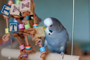  Budgies for house birds