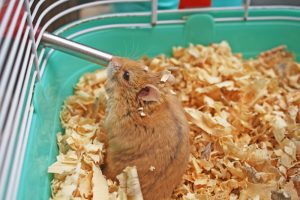 How To Take Care Of A Hamster