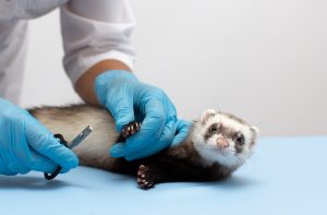 taking your ferret to the vets