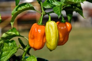 Beginners guide How To Grow Habanero Peppers
