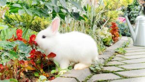how to care for a dwarf bunny