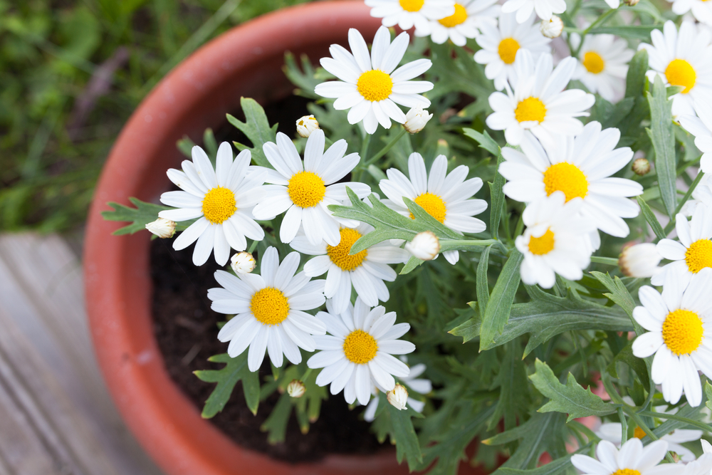 How To Care For Daisies In Pots