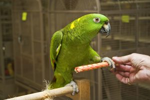 Amazon Parrots best house birds