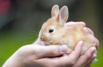 How To Take Care Of A Dwarf Bunny