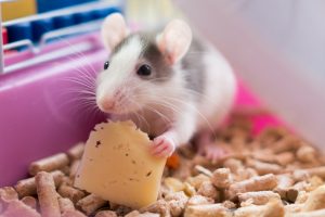 pet rat diet beginners guide