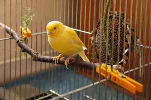 best small pet birds compared