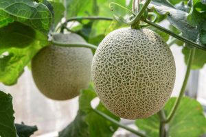 tips to grow melon seeds