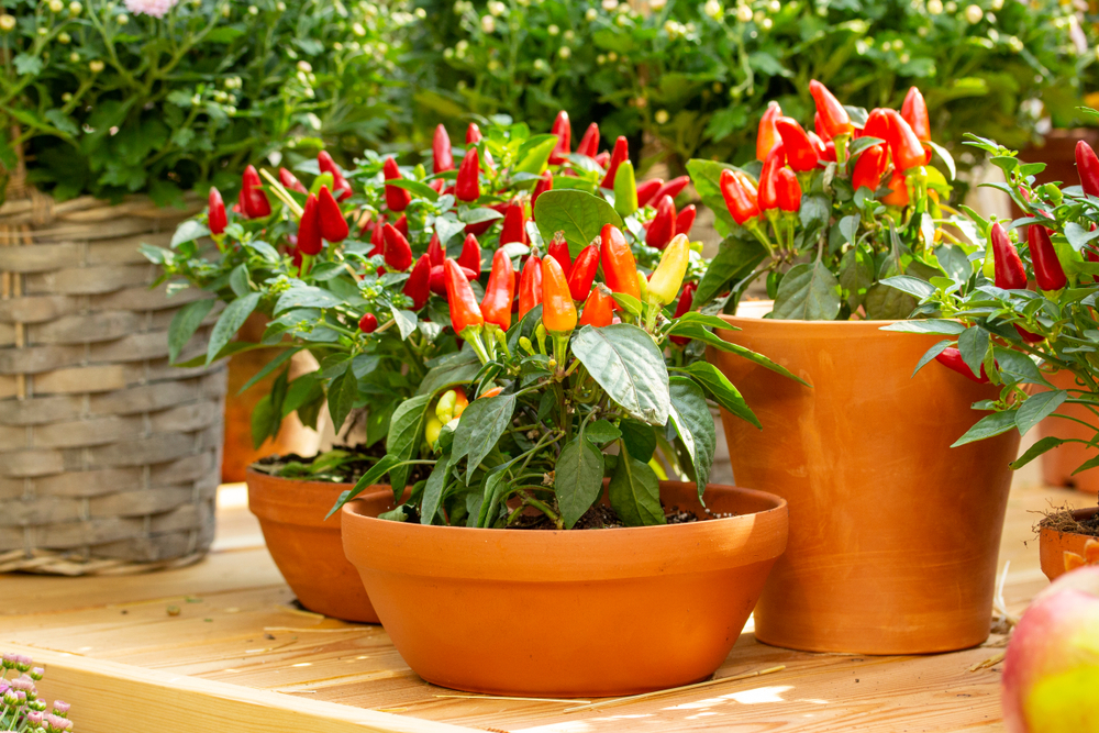 How To Care For Jalapeno Plants In Pots