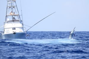 Australia marlin fishing