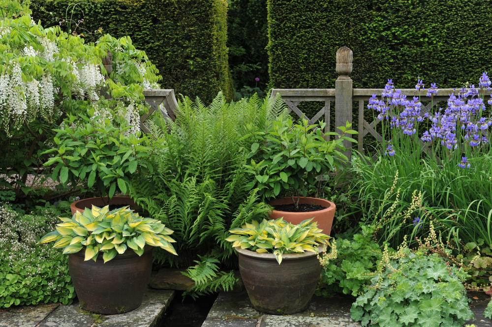 How To Care For Outdoor Ferns In Pots