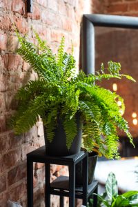 outdoor potted fern