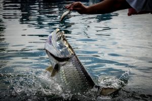 Tarpon Fishing Belize