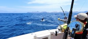 marlin fishing destinations