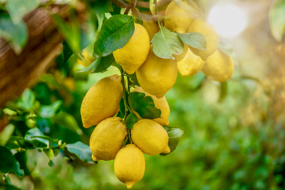 How To Grow Lemon Tree From Seed
