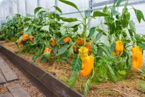  Grow Peppers From Seeds