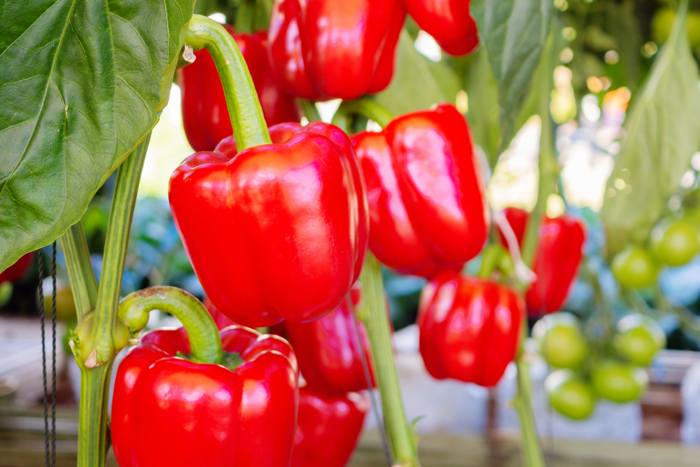 How To Grow Peppers From Seeds