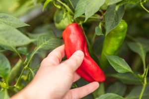 growing peppers at home from seeds